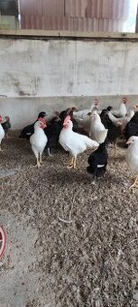 kohút Leghorn Maranska Vlaška