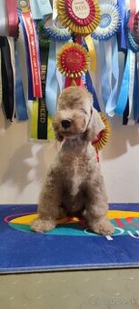 Bedlington teriér.