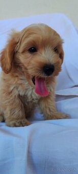 Micro Maltipoo