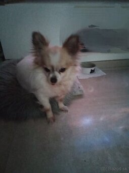 REZERVOVANÝ - darujem psíka - len do dobrých rúk