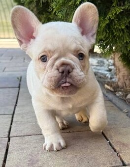 Francúzsky buldoček