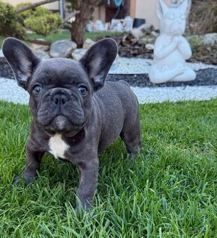 Francúzsky buldoček