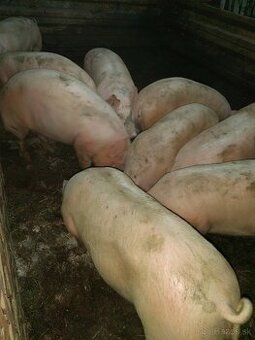 Prasiatko z domáceho chovu