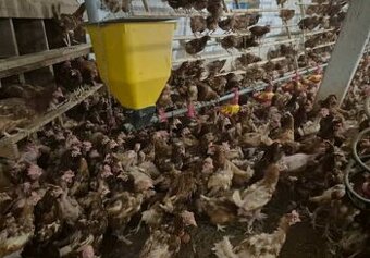 Sliepky nosnice z dovozom