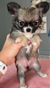 Šteniatka čivavy s dlhou srsťou na adopciu.