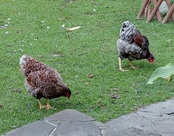 Wyandotka zlata modrolemovana kohut