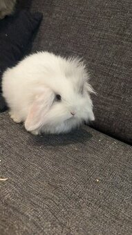 Zakrsnutý kralik baranček