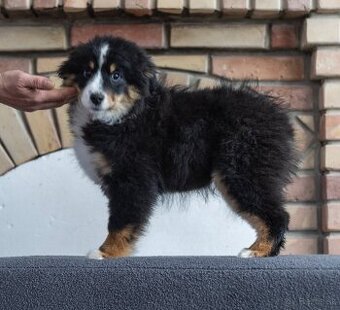 štěňátkо plemene miniaturní americký ovčák -2000