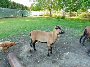 Kamerunská ovca