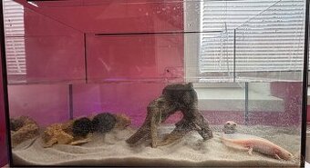 Axolotl mexický (ružový samec)
