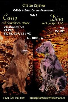 Prodám štěňata irského setra pejsky