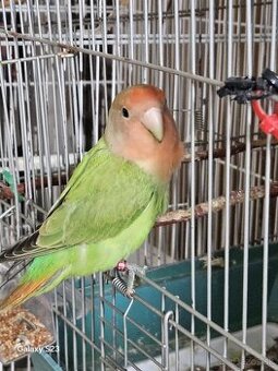Agapornis ruzovhrdli