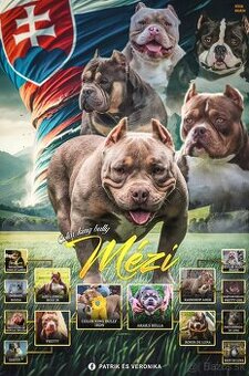 American Bully