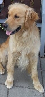 Zlatý retriever