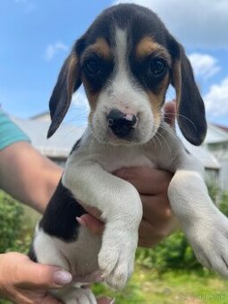 Steniatká beagle, bígl, bigel