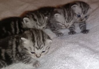 Britské mačiatka strieborné Whiskas
