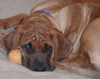 Tosa inu - krásný pejsek s PP