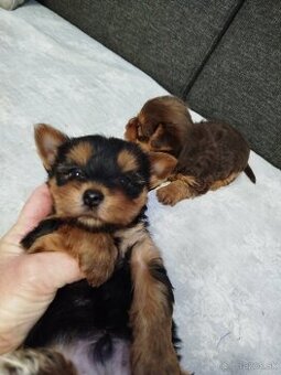 Yorksirsky terrier, Yorkshire teriér, Čoko York