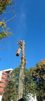 Spiľovanie, opiľovanie, výrub stromov, Arboristika