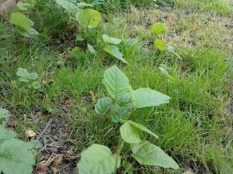 Darujem liesky a plno inych rastlin