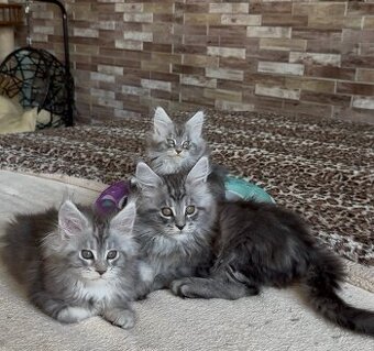 mainska myvalia kocurik mačička