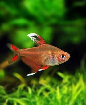 Predam TETRA OZDOBNÁ-BIELA - HYPHESSOBRYCON