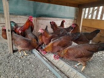 Velsumka zdrobnela Hrdzavo Jarabičia