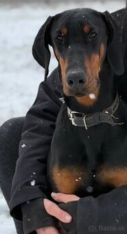 Doberman s PP - fena