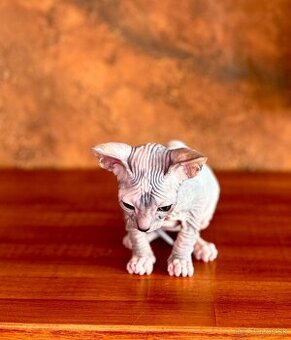 Don Sphynx s PP
