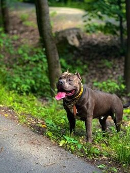 American Bully XL - krytí