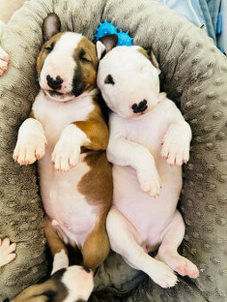 Bullterrier, Bullterier, Bulterier - 1