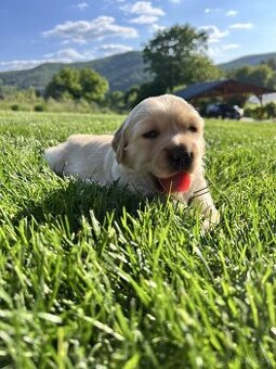 Čistokrvné šteniatko zlatý retriever, psík