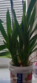 Oncidium
