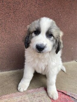 Pyrenejský horský pes odber ihneď