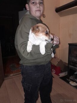 Predam vymenim jack russel terier