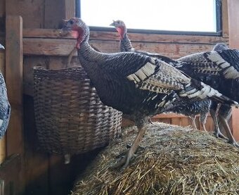 Morky a moriaci narragansett