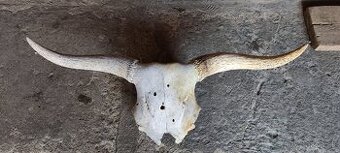 Predám byvoliu lebku parožie