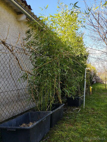 planty sadenice Bambus Arubdo Donax Obria Trstina zeleny plo