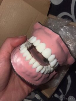 dentálna hygiena, model chrupu