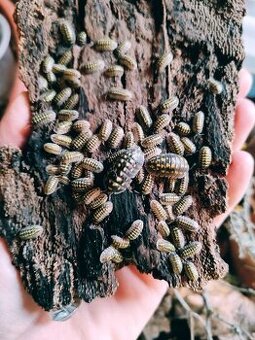 Armadillidium gestroi