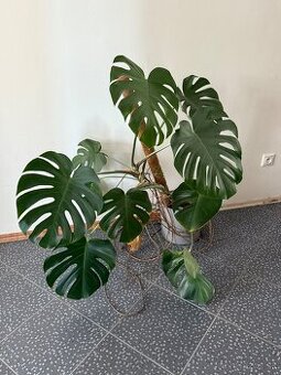 Monstera