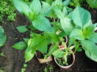 Priesady paradajky, paprika