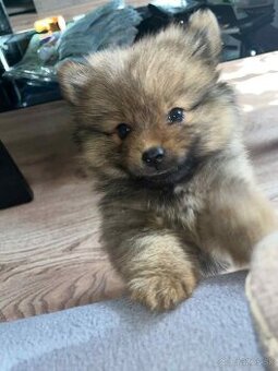 Pomerian mini