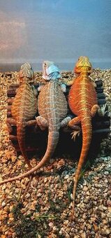 Agama bradata Mladata