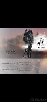 Cane Corso