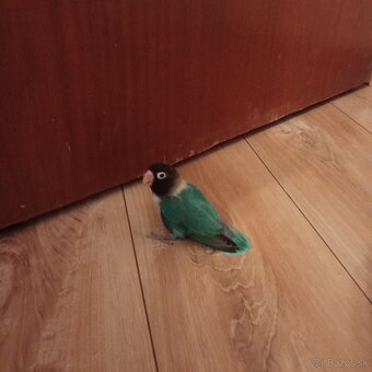 Predám agapornisy  skraboskove