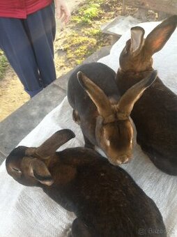 Predám Kastorex - 1