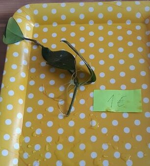 Zakorenené izbove rastliny