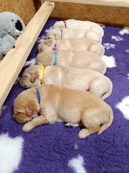 Zlatý retriever s PP - 1