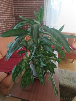 Predám 7r kvet. Výška od kvetináča 70cm